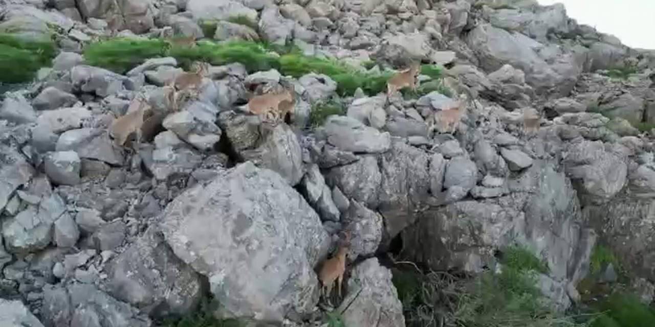 Bölgeye Huzurun Gelmesiyle Silah Sesleri Yerini Yaban Keçilerine Bıraktı