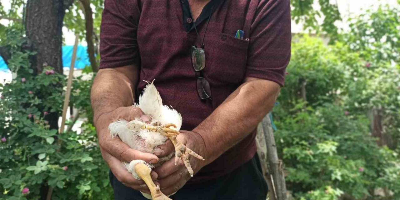 3 Ayaklı Civcivine Özenle Bakıyor
