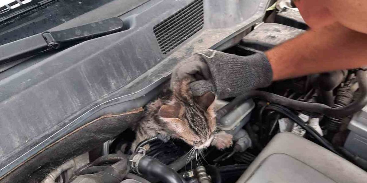 Kütahya’da Otomobilin Motoruna Sıkışan Yavru Kedi Kurtarıldı