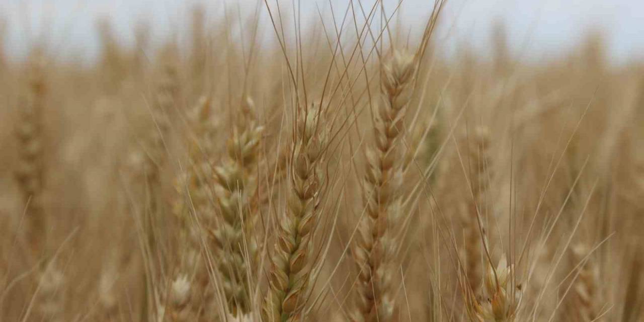 Trakya’da Ekili Alanlarda Rekoltenin Geçen Seneye Göre Artması Bekleniyor