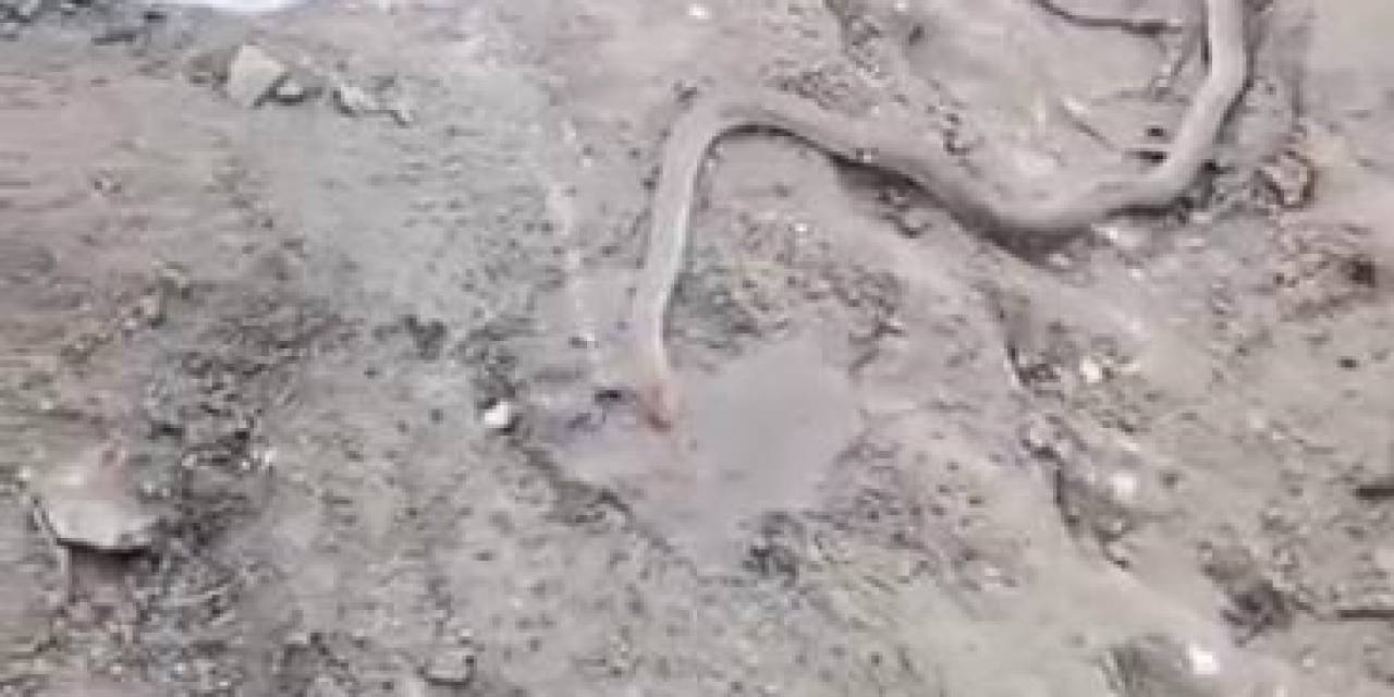 Bitkin Haldeki Dev Yılanı Su Vererek Kendine Getirmeye Çalıştılar