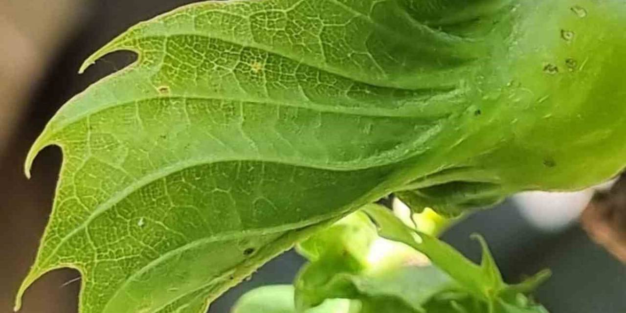 Gal Arısıyla Mücadele Devam Ediyor