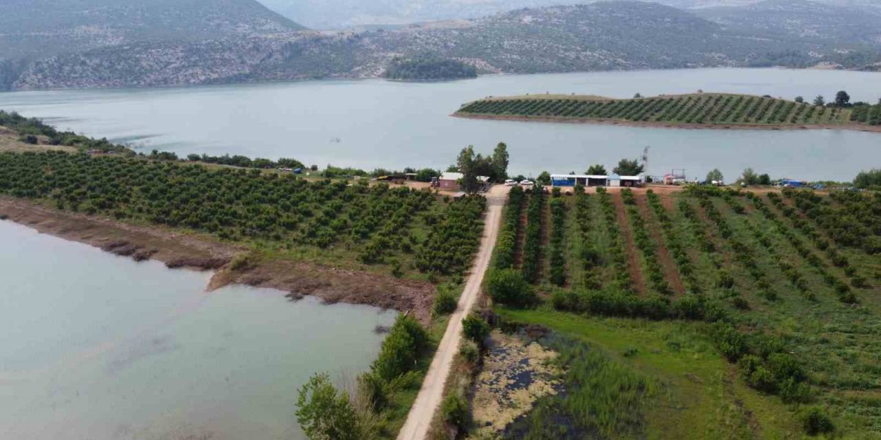 Adana’da Nar Çiçeklerinin Görsel Şöleni