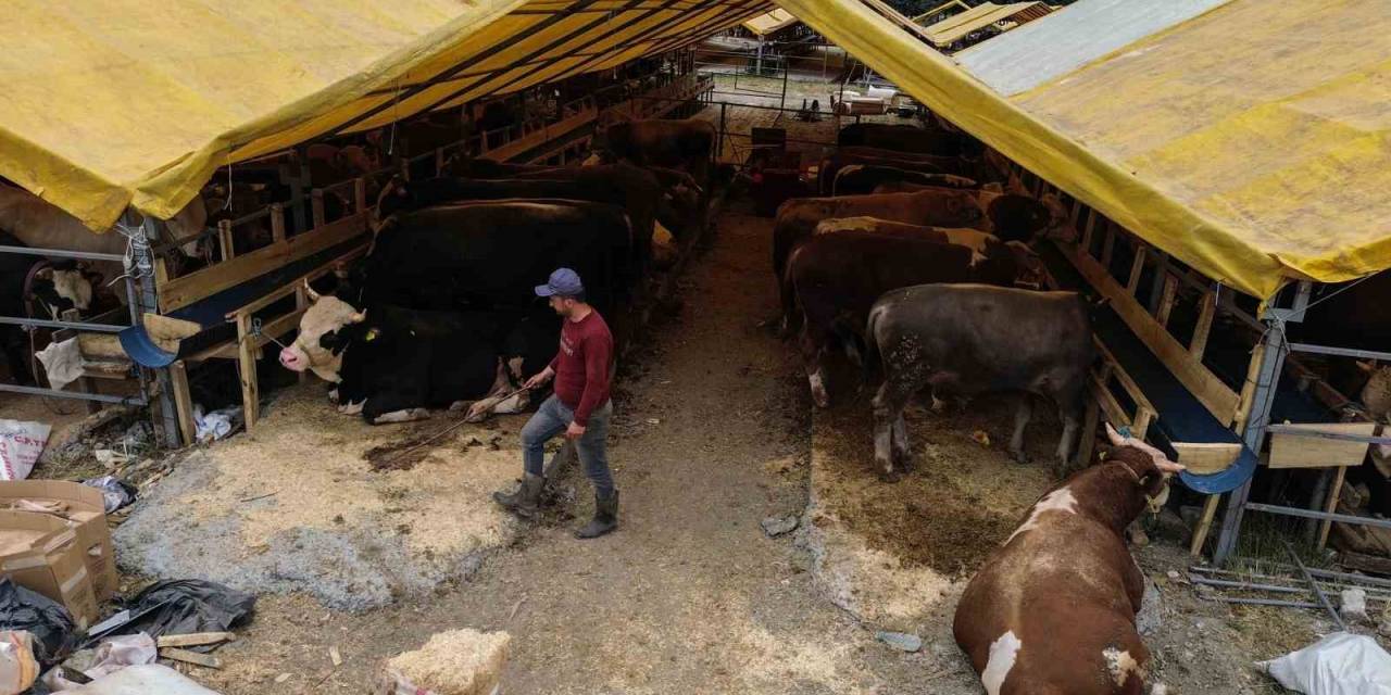 Kurban Pazarında İlk Günden Sıkı Pazarlıklar Başladı