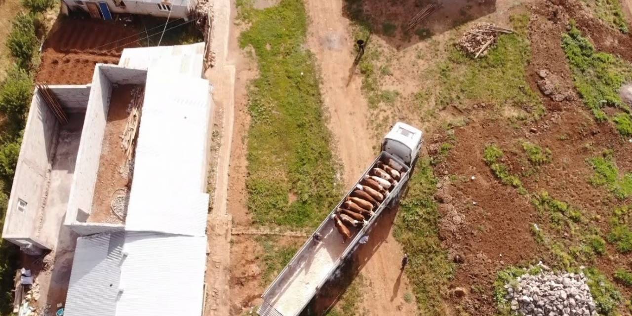 Muş’tan Batı İllerine Kurbanlık Sevkiyatı Sürüyor