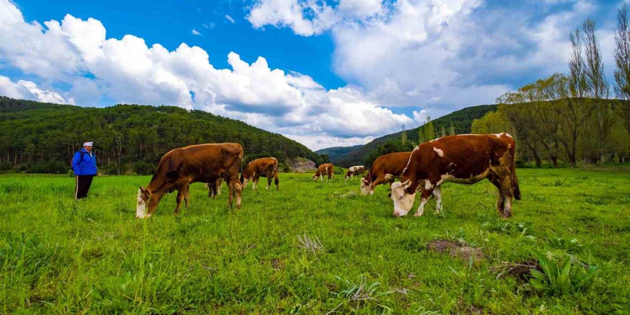Yozgat Yağışlarla Birlikte Yeşile Büründü