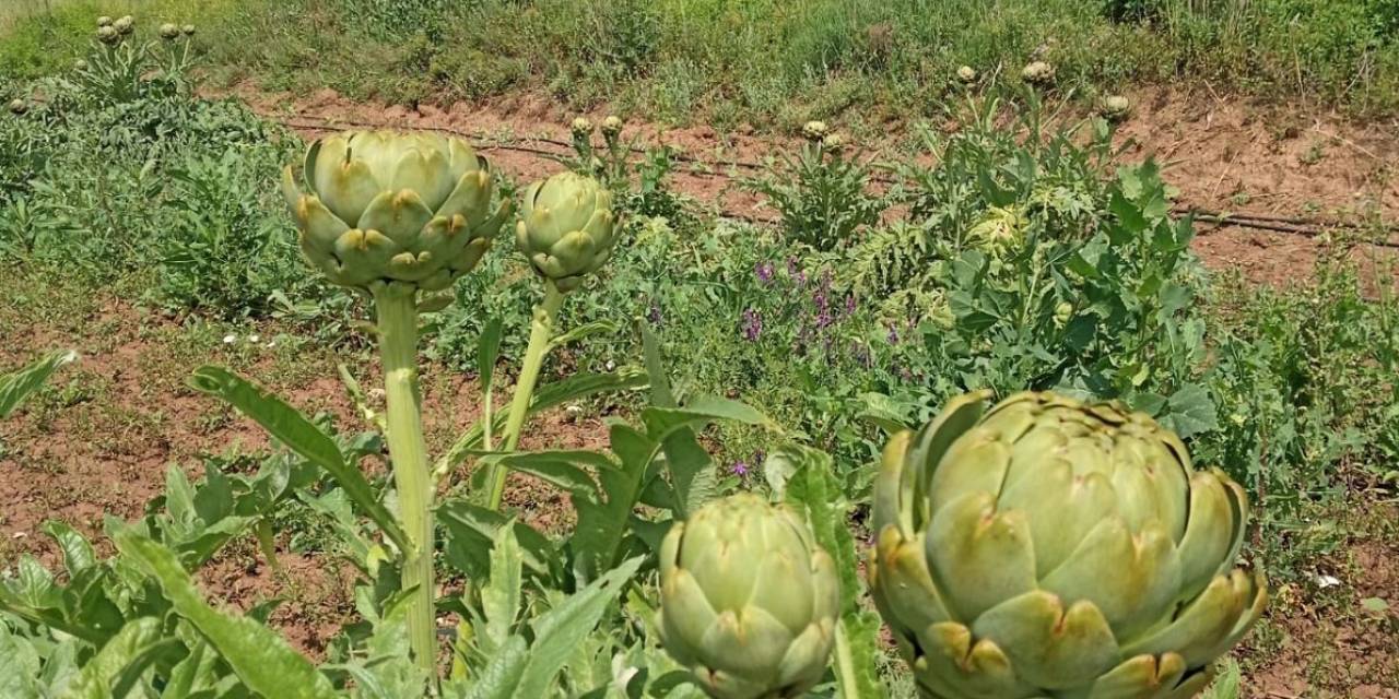 Çankırı’da Gelir Kapısı Olacak Enginarda İlk Hasat Yapıldı