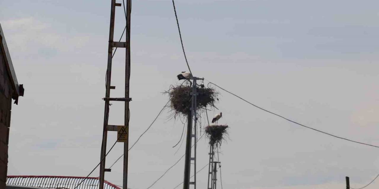 Iğdır’da Leylek Yuvasının Hane Sayısından Çok Olduğu Köy Havadan Görüntülendi