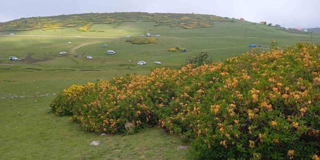 Ordu’da Orman Gülleri Açtı, Yaylalar Sarıya Boyandı