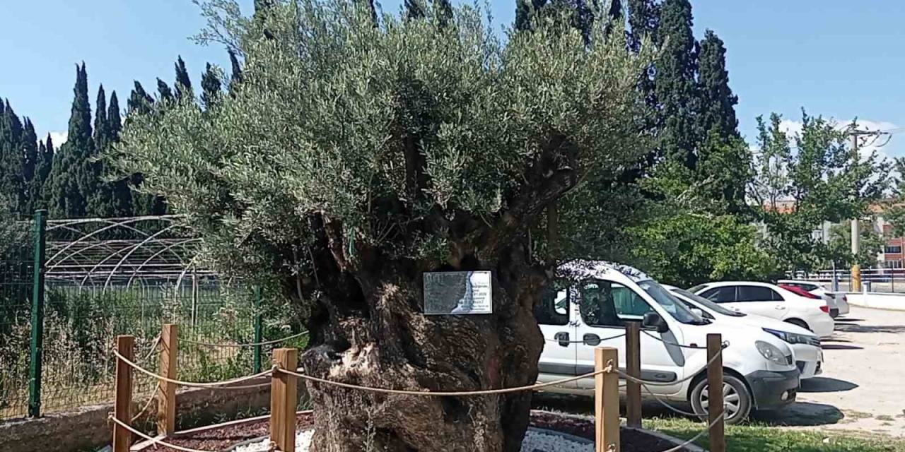 30 Kilometre Uzaktan Taşınan Bin Yıllık Zeytin Ağacının Bakımı Özenle Yapılıyor
