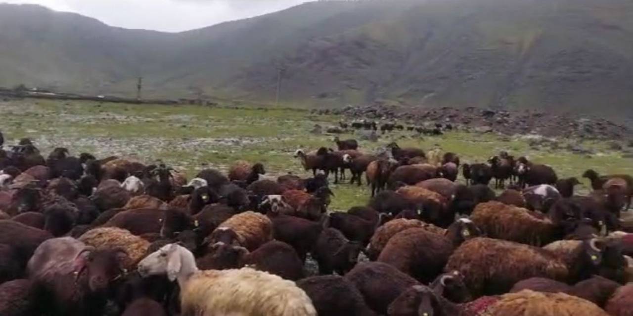 Iğdır’da Meydana Gelen Selden Hayvanlar Son Anda Kurtuldu