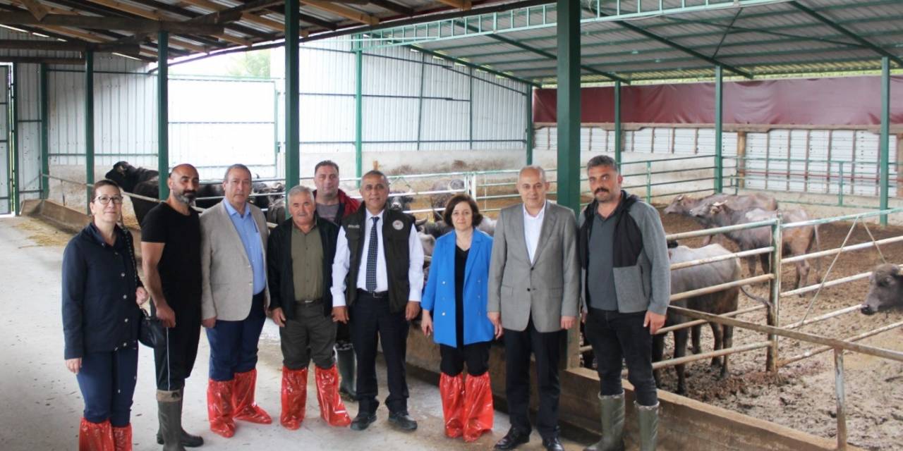 Samsun’da Manda Yetiştiriciliğine Teşvikler Sürüyor