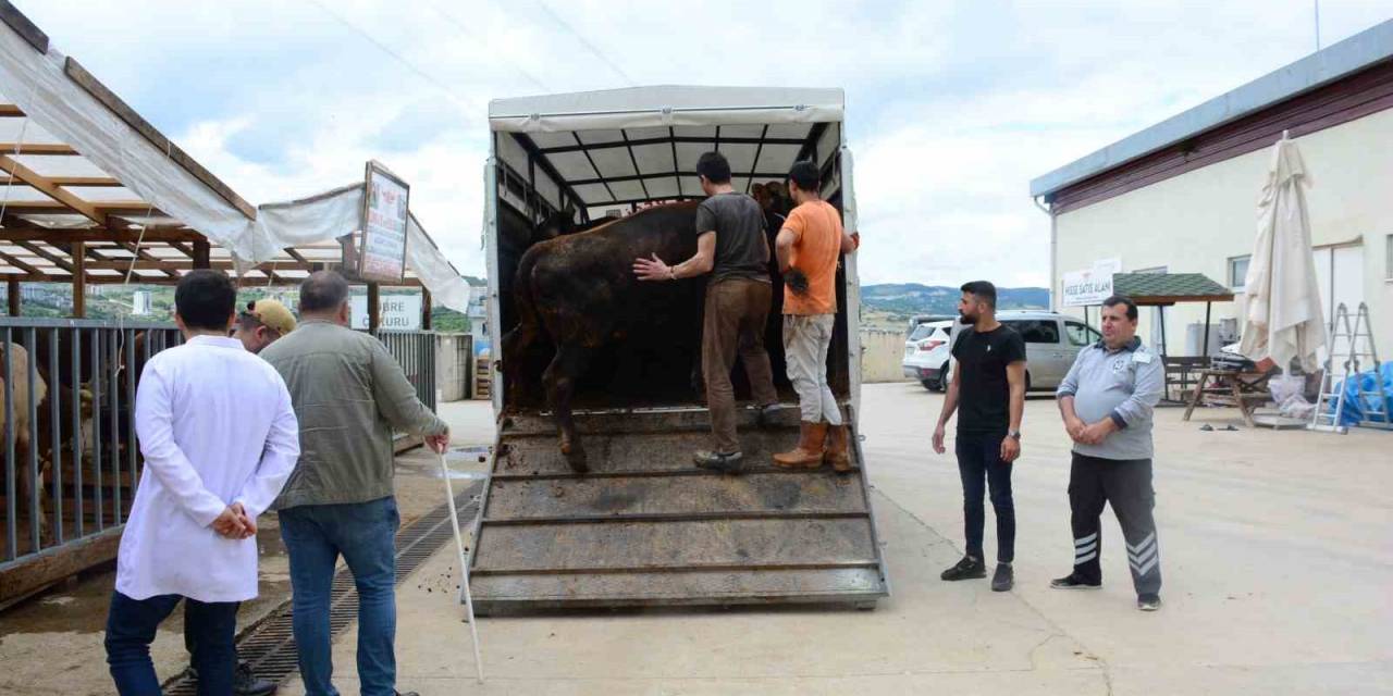 Kocaeli’de Kurbanlık Hayvan Girişleri Başladı
