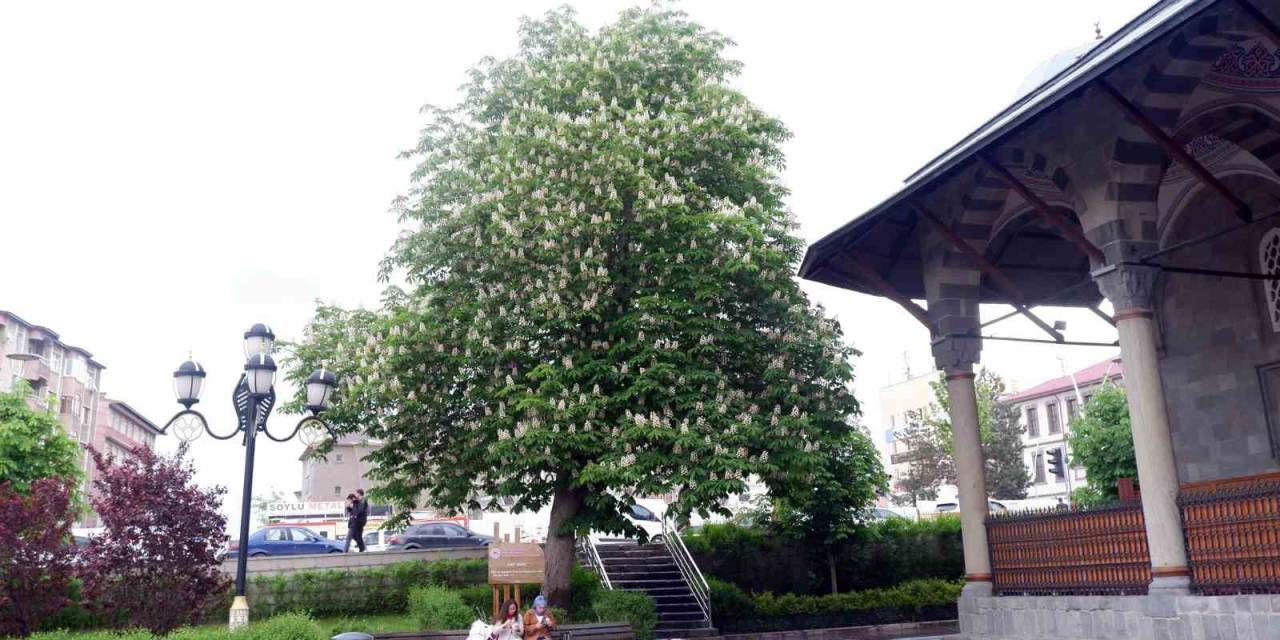 Asırlık Kestane Ağaçları Çiçek Açtı