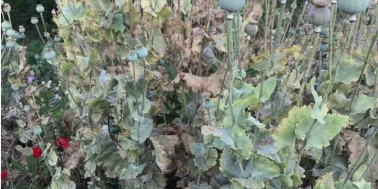 Yasadışı Ekime Jandarma Baskını