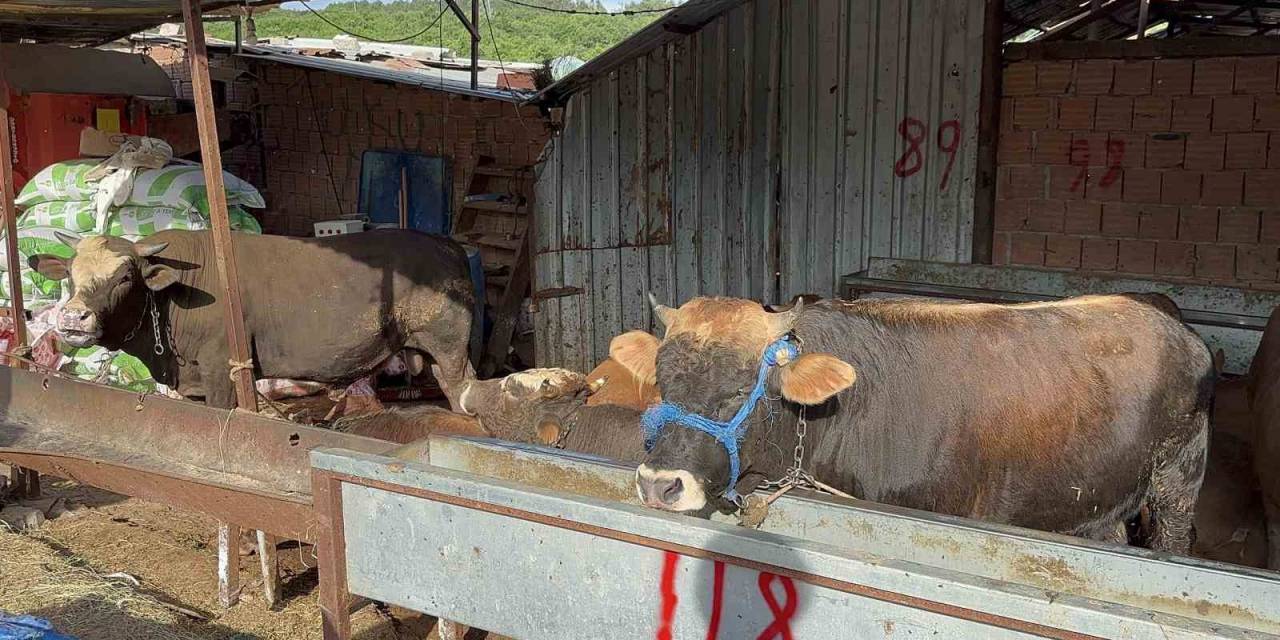 Kurban Bayramı Öncesinde Hayvan Satışlarına "kimyasal Döküm" Engeli