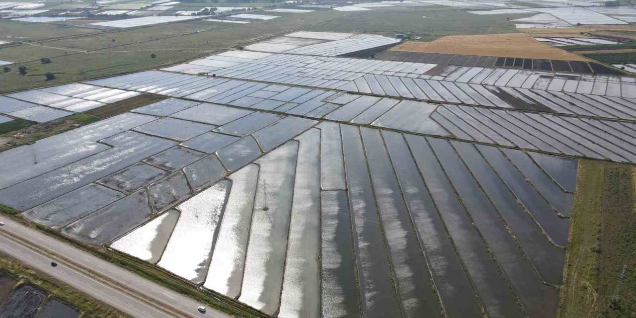 Gönen Ve Manyas Ovalarında Çeltik Ekimine Başlandı