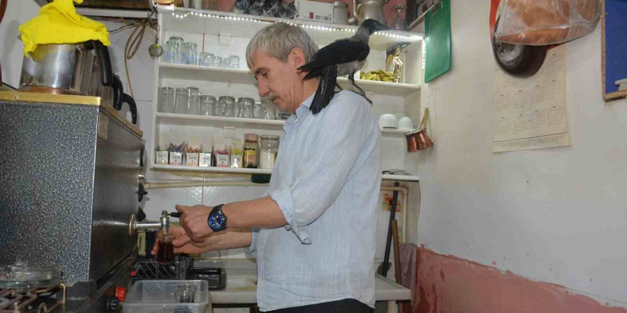 Çay Ocağının Maskotu Paşa İsimli Karga İle Sahibinin İlginç Dostluğu