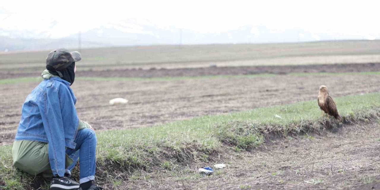 Kuş Gözlemcisi İle Kızıl Şahinin Dostluğu