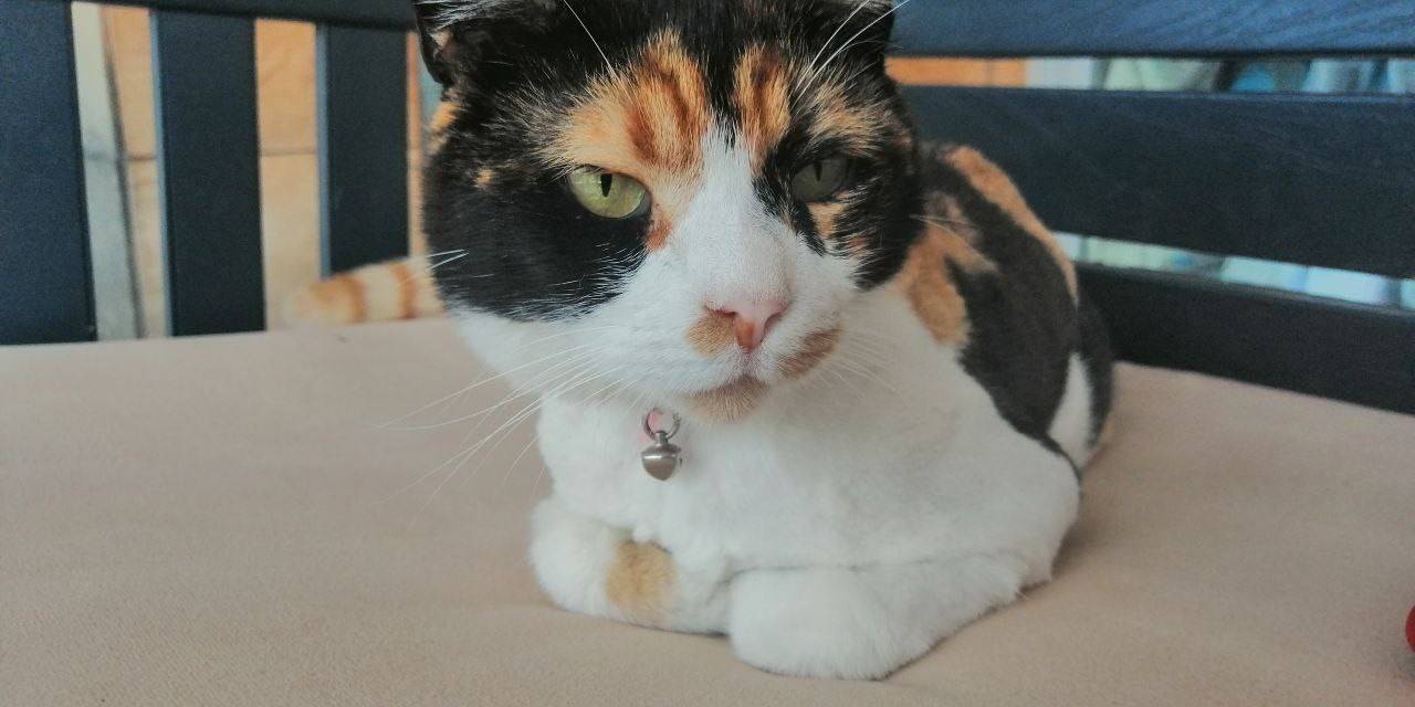 Hayvanseverlerden, Turizm Sezonunda Evcil Hayvan Sahiplenme Uyarısı