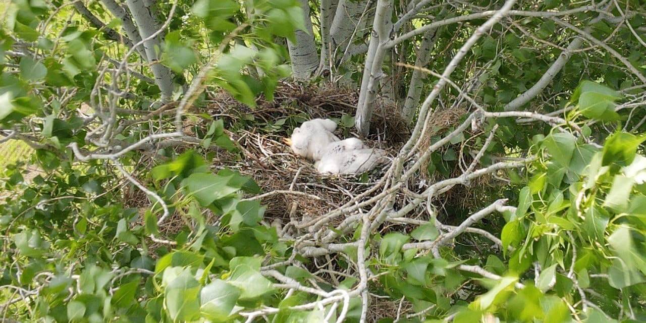 Nesli Tehlike Altında, Yavruları Fotoğraflandı