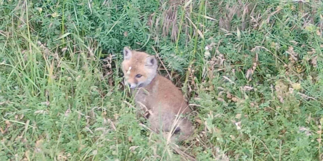 Zehrine Aldırmadı, Boyundan Büyük İşe Kalkıştı