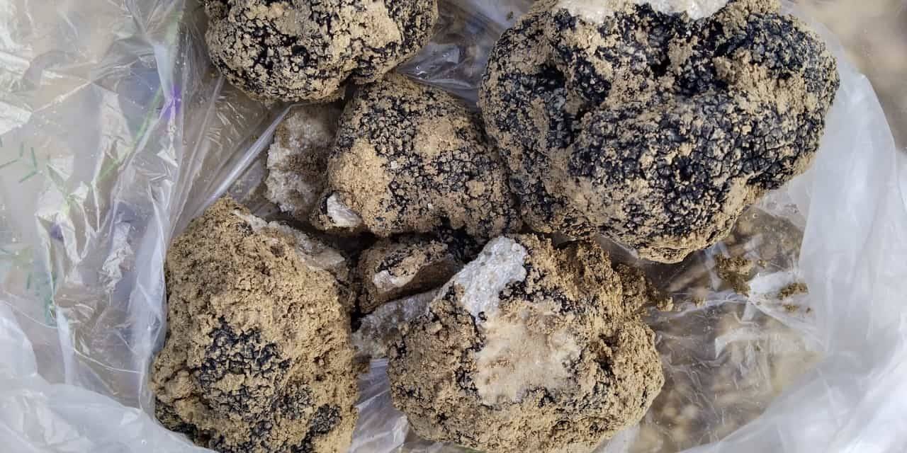 Belevi’nin Dağlarından Trüf Fışkırıyor