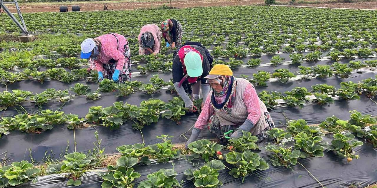 Yenice Çileği Üreticinin Yüzünü Güldürdü