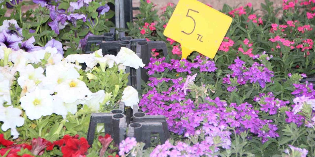 Rengarenk Çiçekler Pazar Tezgahlarını Süsledi