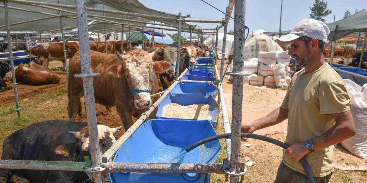 Kepez Kurban Bayramına Hazır