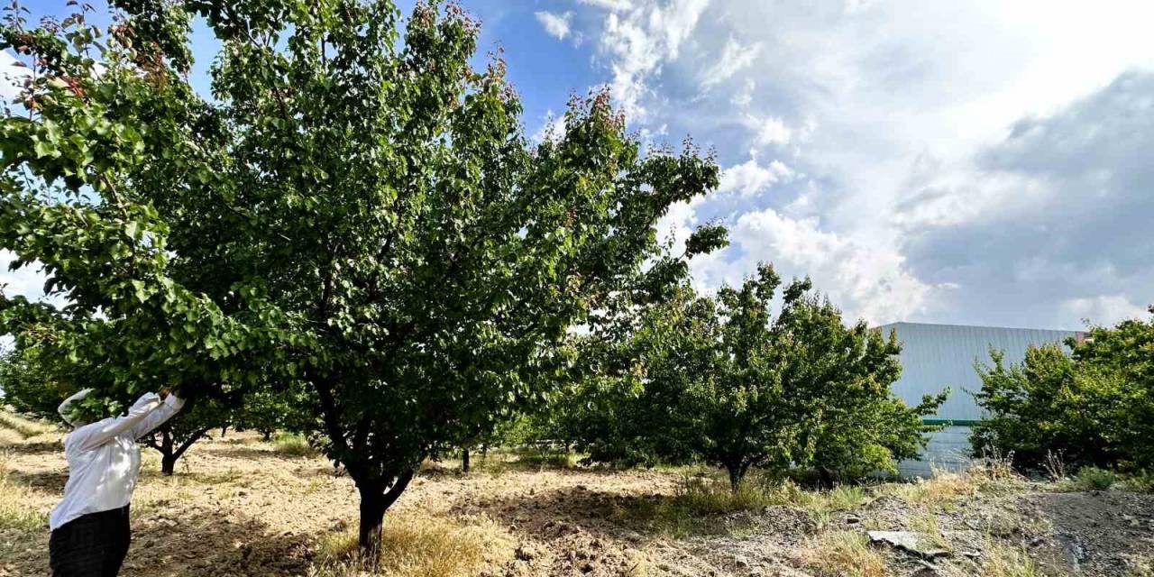 Malatya’da Kayısı Rekoltesinde Düşüş Bekleniyor