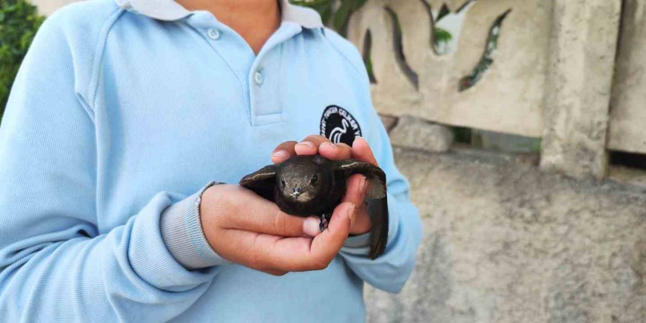 Ömrünü Havada Geçiren Ebabil Kuşu Yaralı Halde Bulundu
