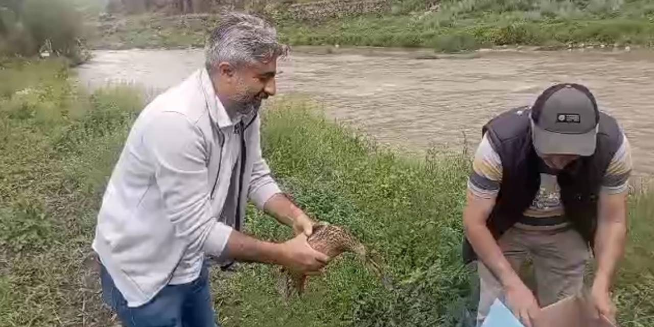 Kars’ta Anne Ördek Yavrularıyla Doğal Ortama Bırakıldı