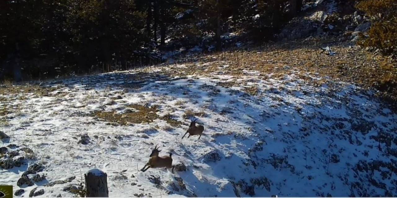 Vaşağın Avlanma Mücadelesi Fotokapana Yansıdı