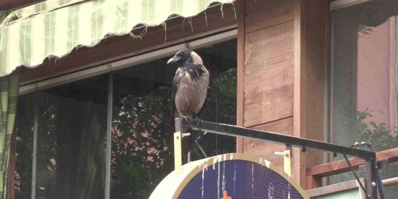 Kadıköy’de Yavrusunu Korumak İsteyen Anne Karga Esnafın Başının Belası Oldu