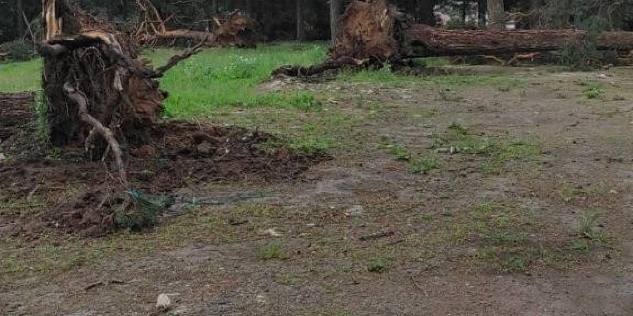 Sarıkamış’ta Rüzgar Ağaçları Yerinden Söktü