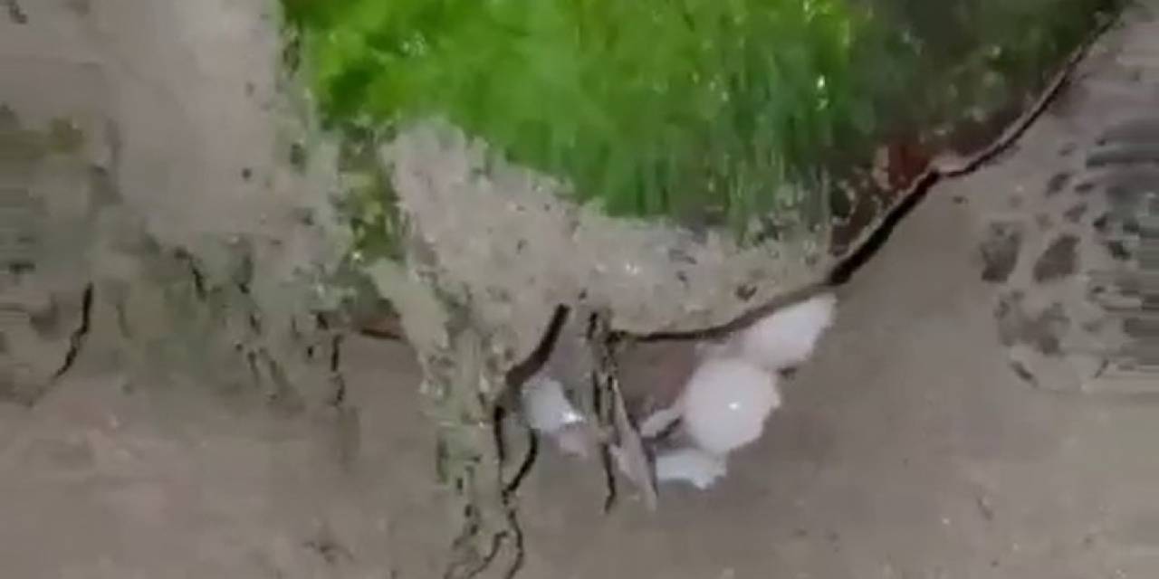 Didim “caretta Caretta”ların Yeni Yuvası Oldu