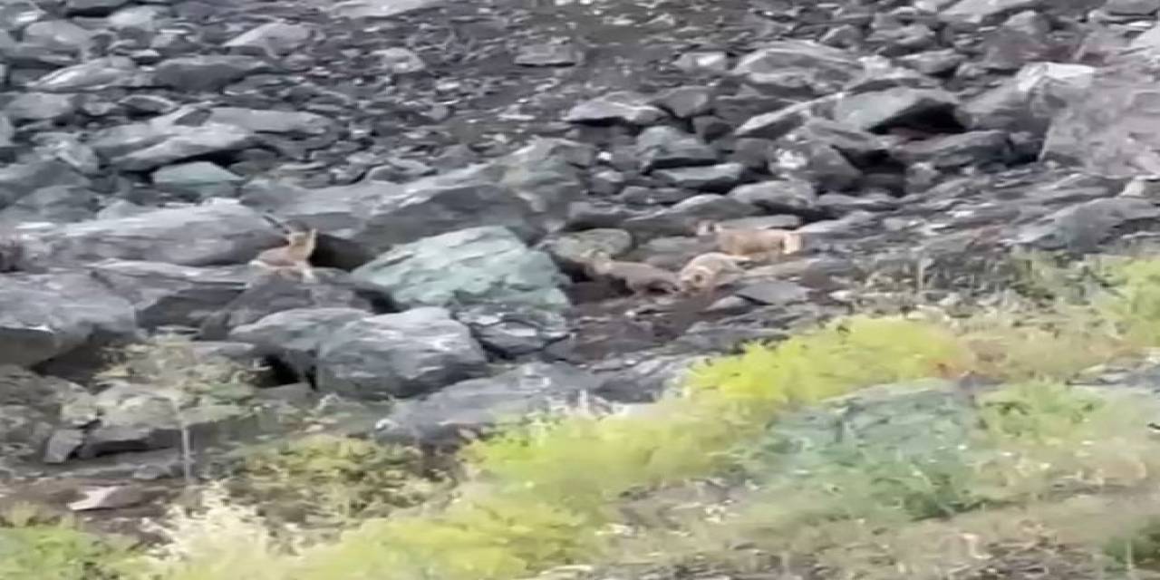 Tilki Yavrularının Oyun Anları Kamerada