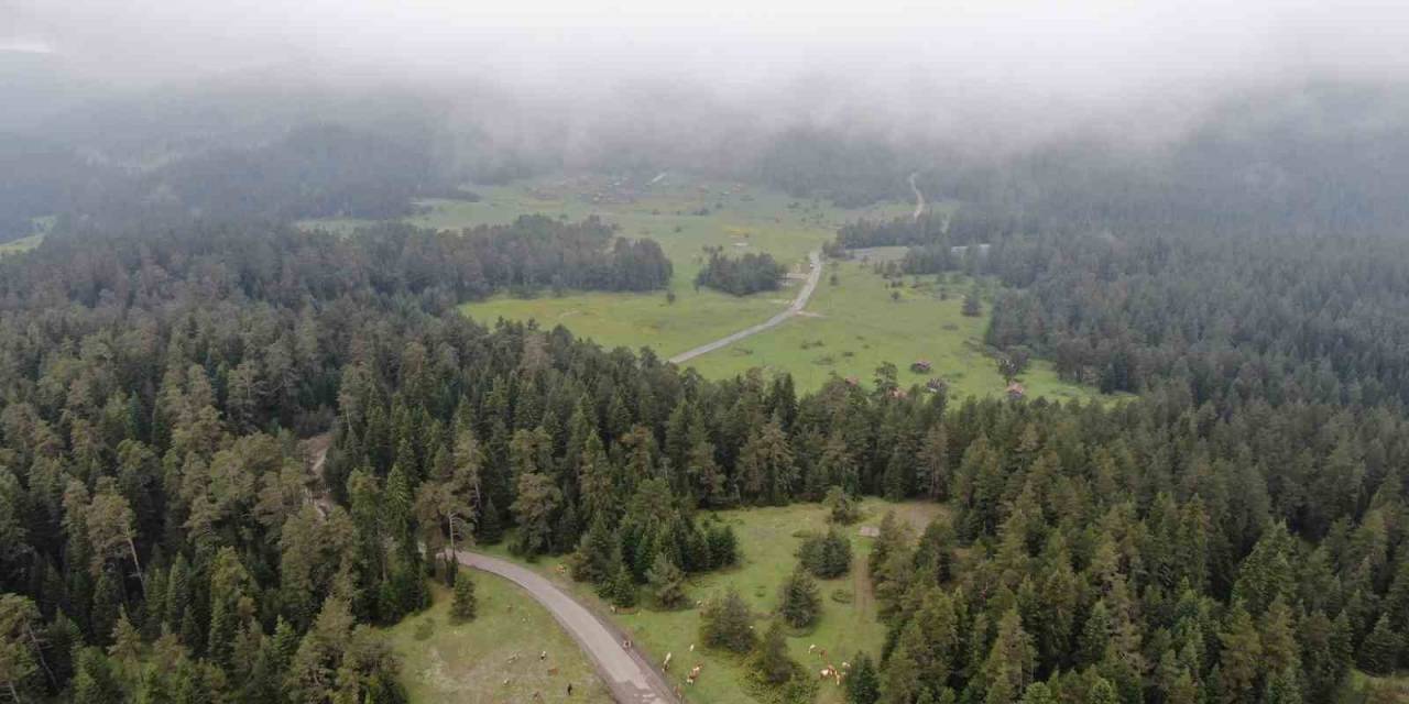 Sis Ve Yeşilin Buluştuğu Kastamonu Yaylalarında Kartpostallık Görüntüler Oluştu