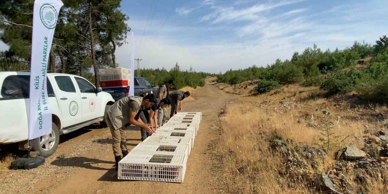 Kilis’te Yüzlerce Keklik Doğaya Bırakıldı
