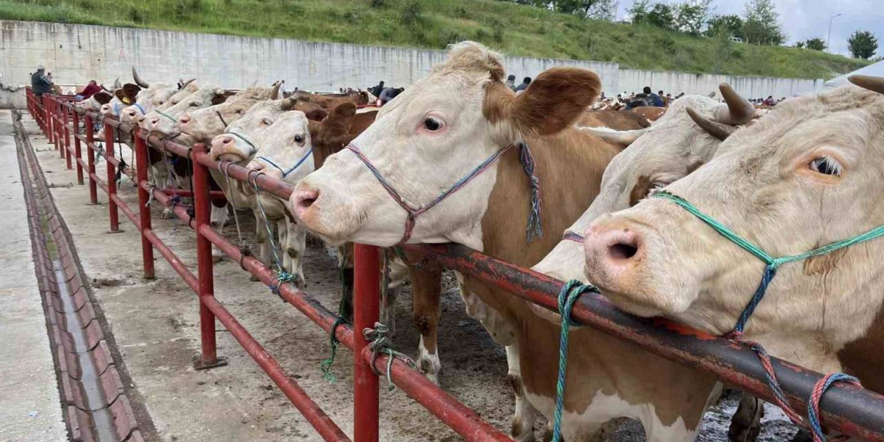 Kurban Bayramı Öncesinde Hayvan Pazarında Denetim