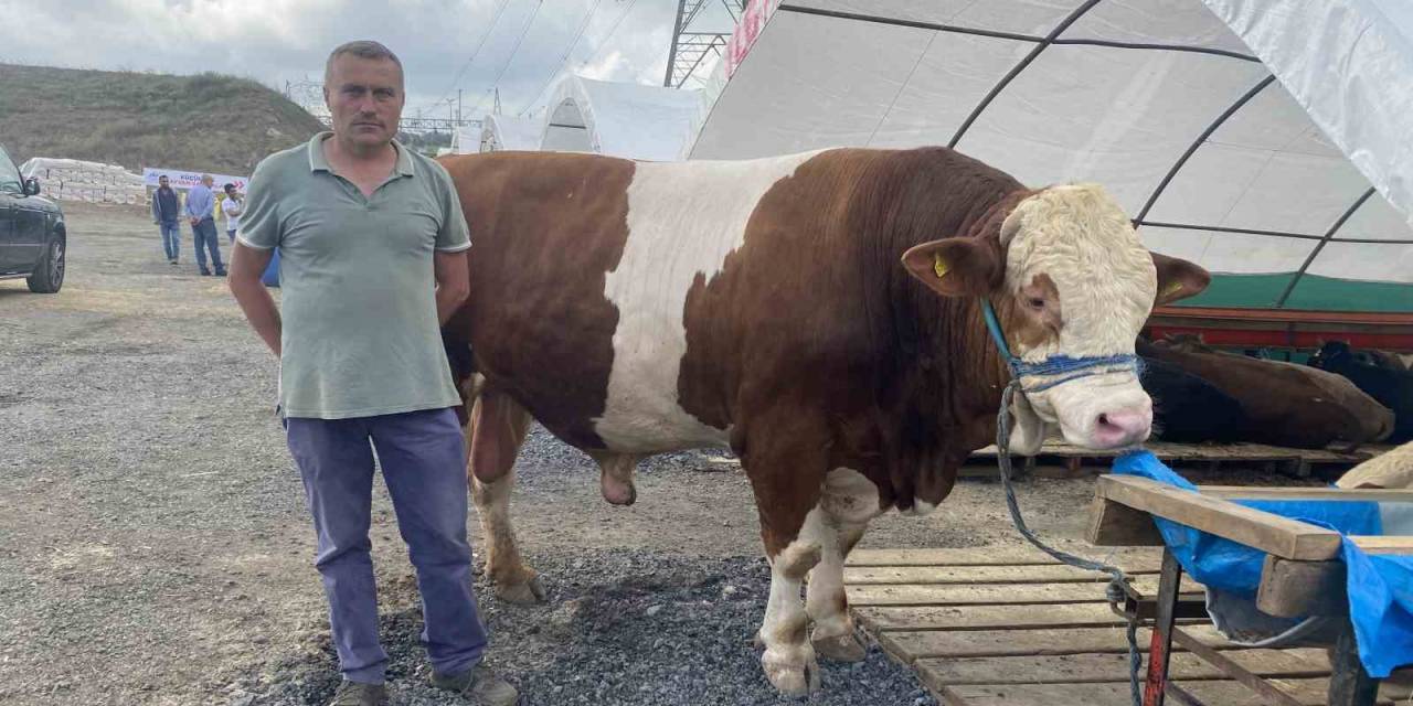 Sultangazi Kurban Pazarının En Büyüğü “ılgaz” Alıcısını Bekliyor