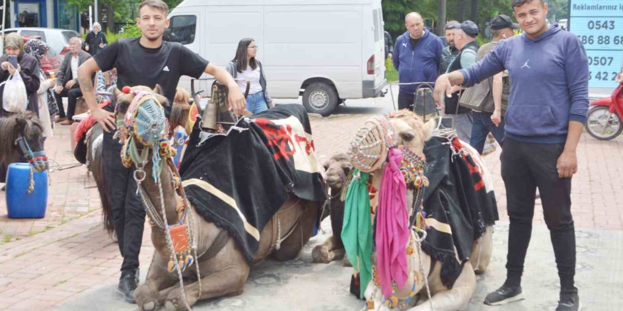 Tavşanlı’da Develere İlgi