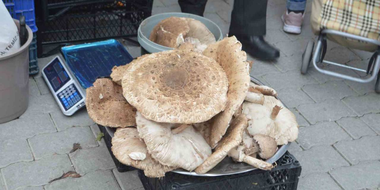 Yağmur Yağışları Sonrası Mantar Bereketi