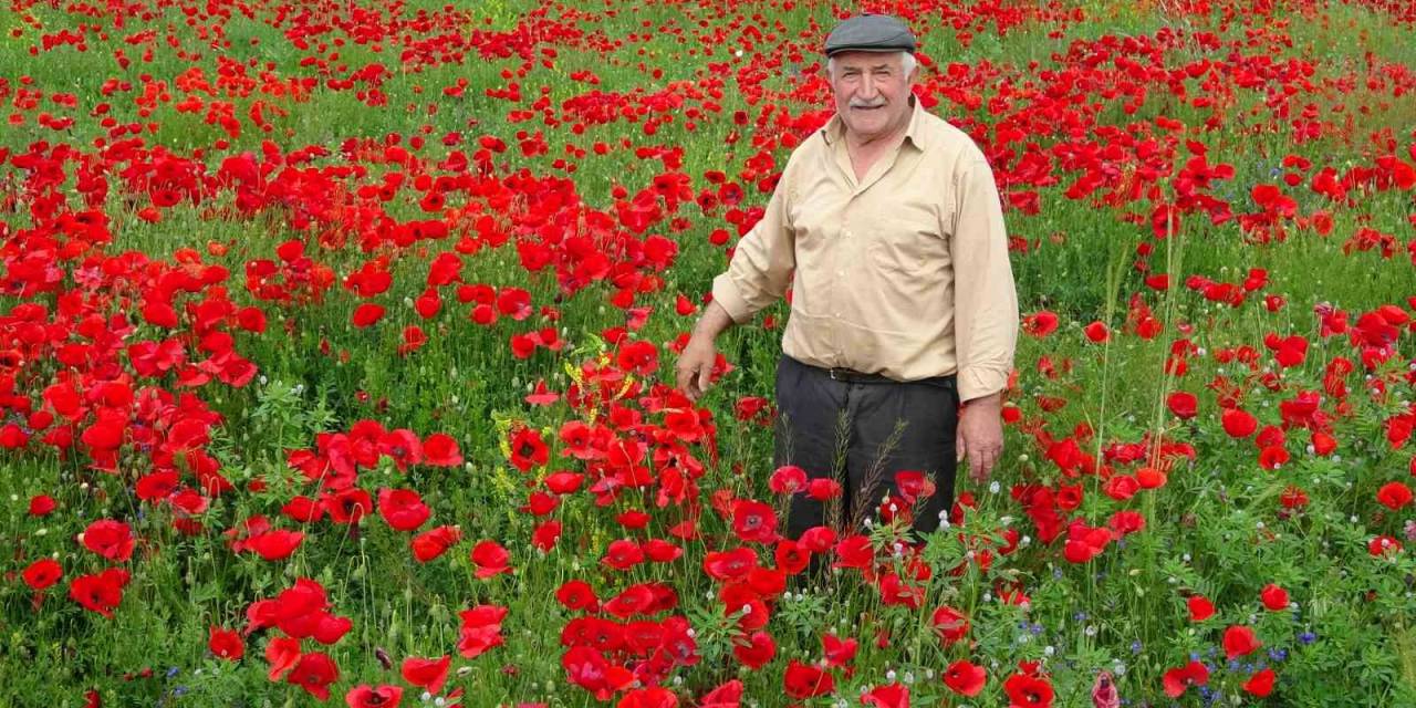 Kütahya’da Gelincik Tarlası Görsel Şölen Sunuyor