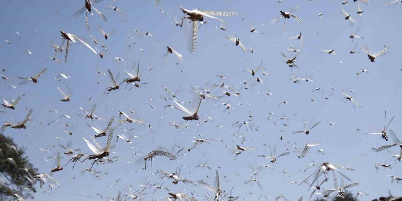 Afganistan’da Çekirge İstilası