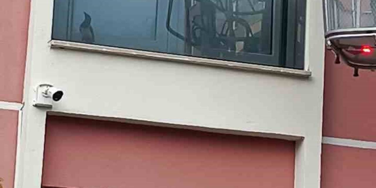 Cam Balkona Sıkışan Güvercin Ekipler Tarafından Kurtarıldı