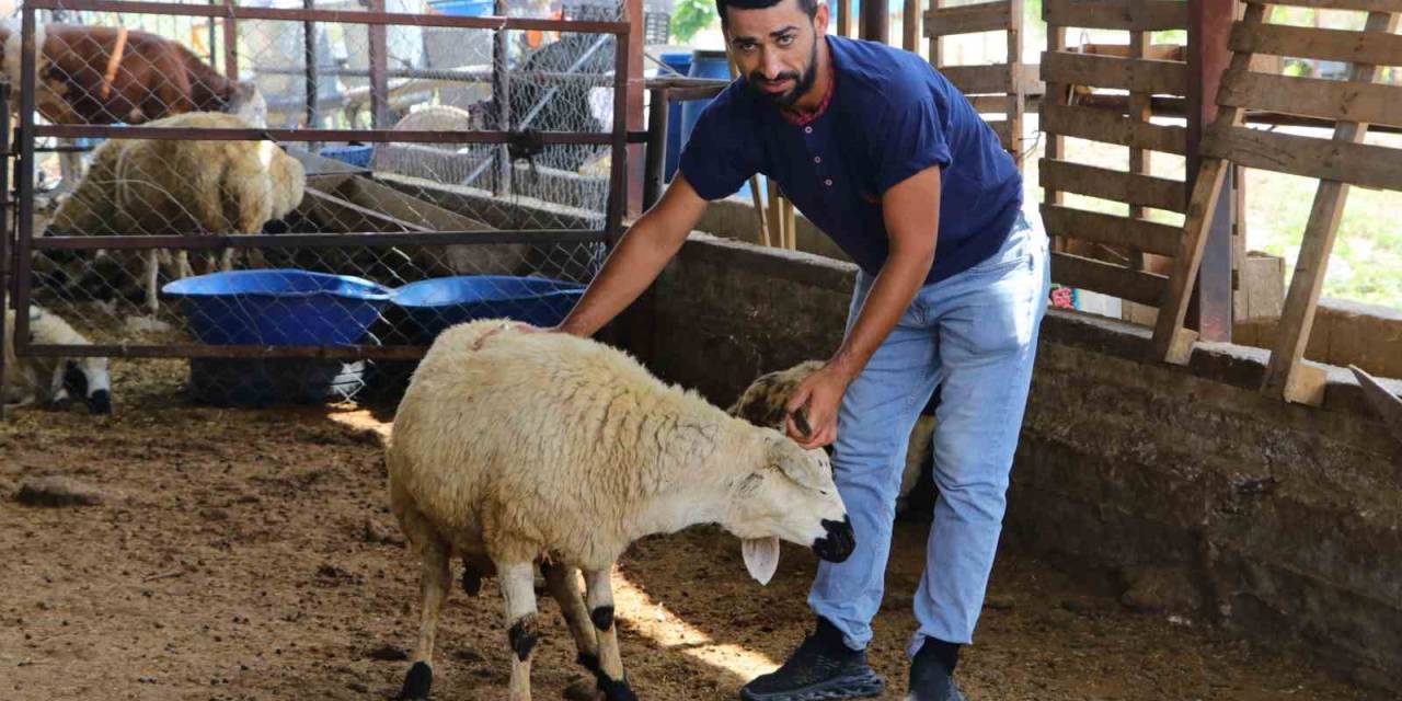 Adana’da Kurban Pazarları Kurulmaya Başladı, Satıcılar Dikkat Edilmesi Gerekenleri Anlattı
