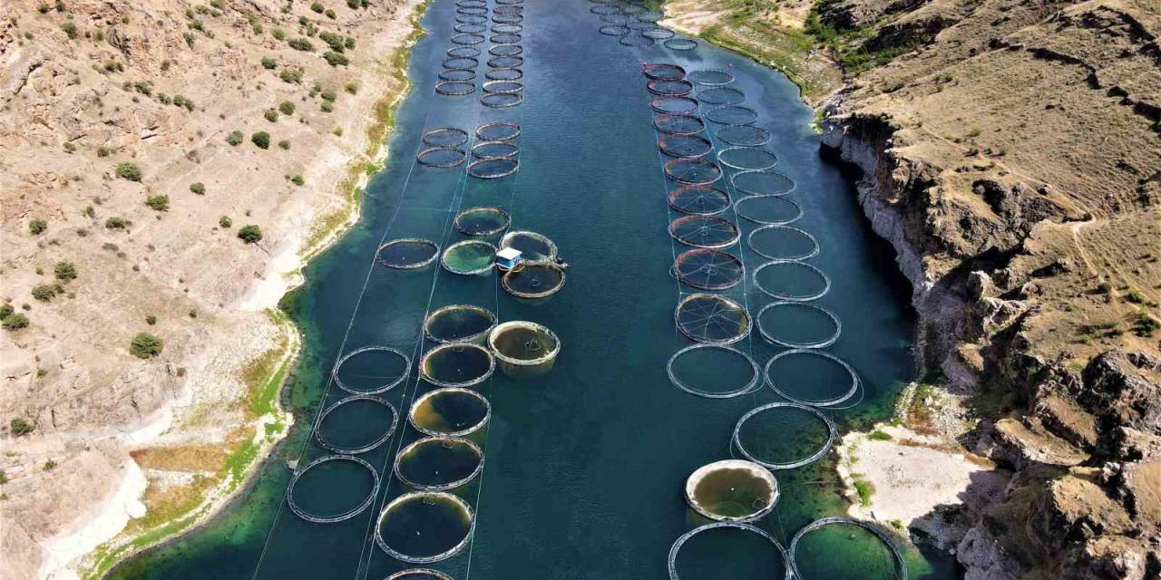 Elazığ’dan Dünyaya Türk Somonu: İhracat Yüzde 100 Artarak 60 Milyon Dolara Ulaştı