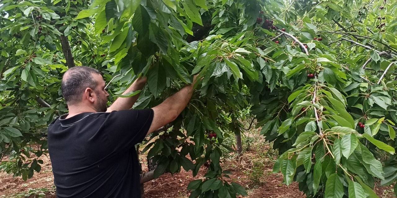 İslahiye’de Kiraz Hasadı Başladı